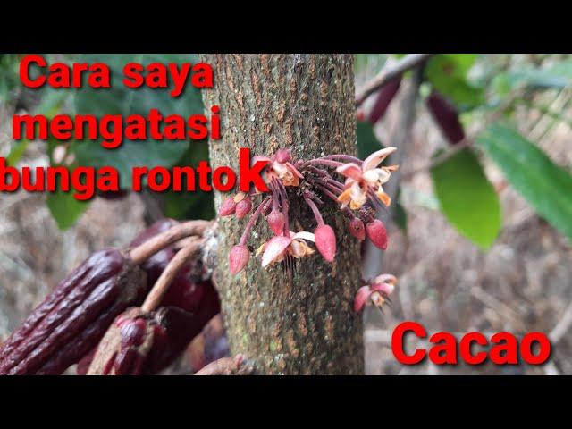 Mengatasi bunga Cacao/coklat rontok.ini cara saya...