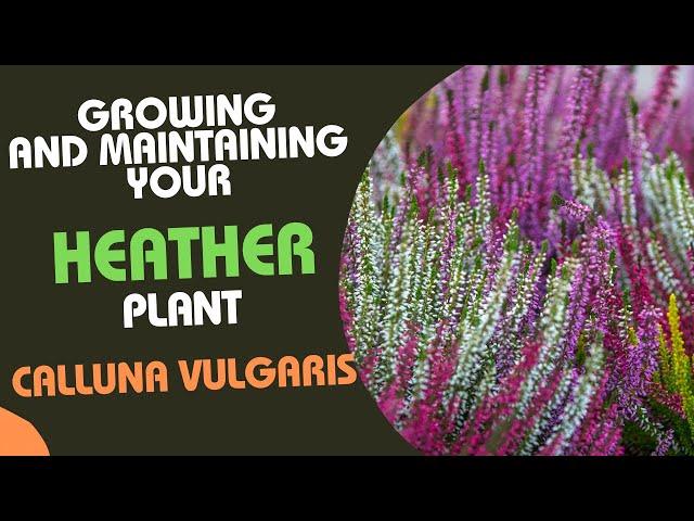 Calluna Vulgaris: Tips for Growing and Maintaining Your Heather Plant