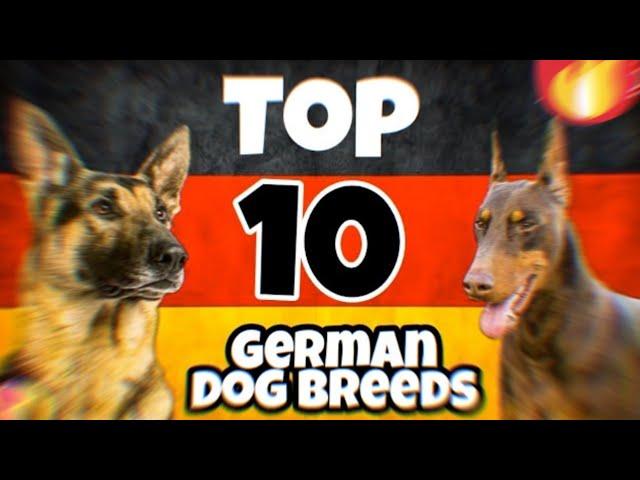 Top 10 German Dog Breeds: Loyalty, Strength, and Elegance