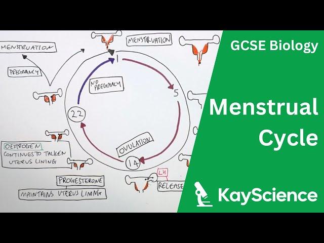 Menstrual Cycle Explained - GCSE Biology | kayscience.com