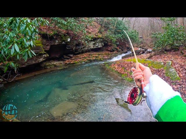 Fly Fishing for the Most Beautiful Trout!  (Winter Fishing)