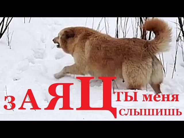 Заяц ты меня слышишь слышу слышу прикол.