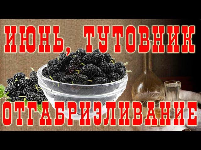 ОтГабриэливание фруктовых дистиллятов. Тутовая ракия!