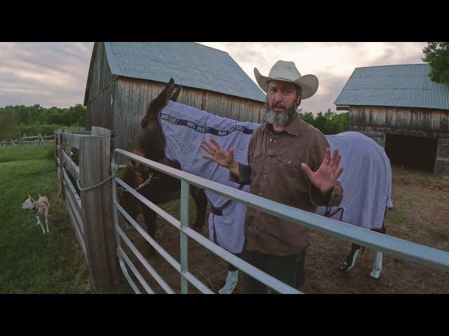 Tom Green Gets New Boots and Bug Jacket For Fanny The Mule