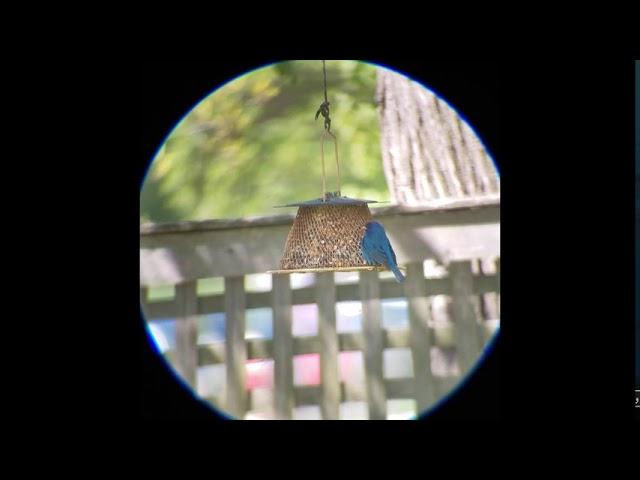 Indigo Bunting