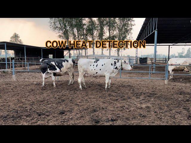 How to detect a cow when she is in  a heat | Heifers | Diary Farm | Agriculture | Chahal Diary Farm.