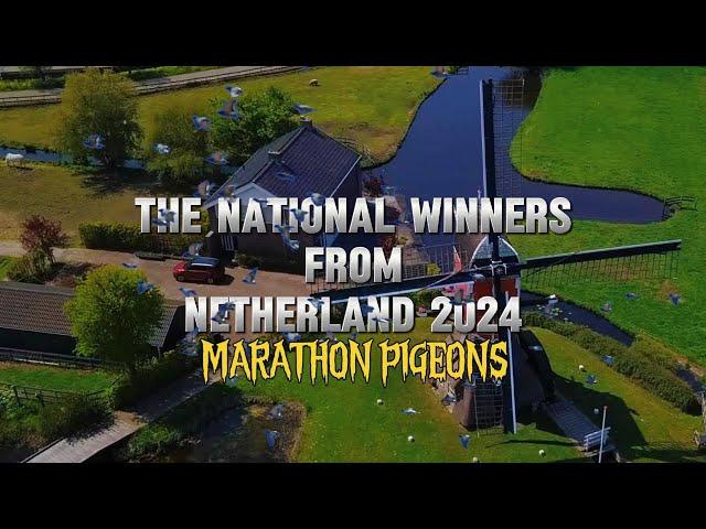 Marathon Pigeons - The Winner of National and International Races from the Netherland