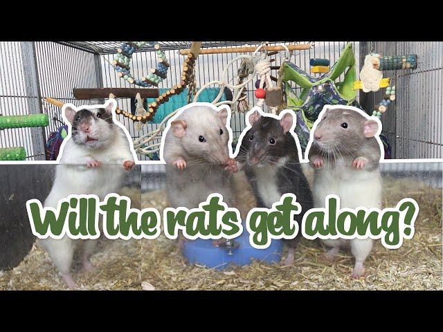 Introducing my rats AGAIN and a cage tour