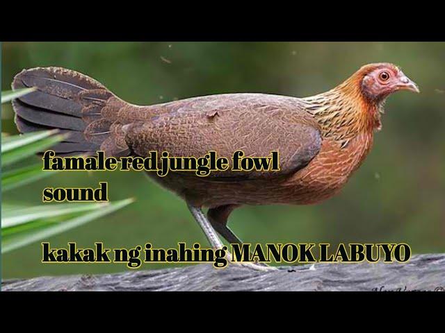 FAMALE RED JUNGLE FOWL SOUND ( Kakak ng inahing manok LABUYO.para sa ating pangati.)