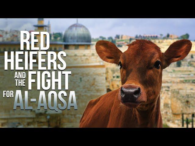 Red Heifers and the Fight for Al Aqsa - Audio Message from David Rosenthal