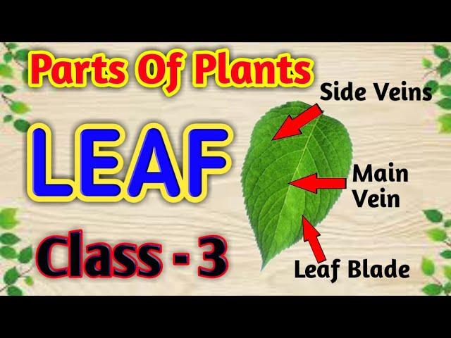 Parts of Plants - LEAF || Class-3,Science