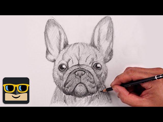 How To Draw a Dog | French Bulldog Sketch Tutorial