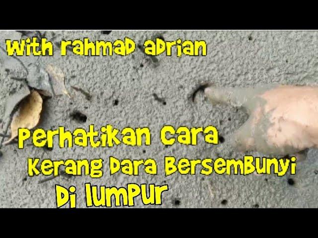 Perhatikan Cara Mencari kerang dara yang bersembunyi dilumpur#mencarikerangdara