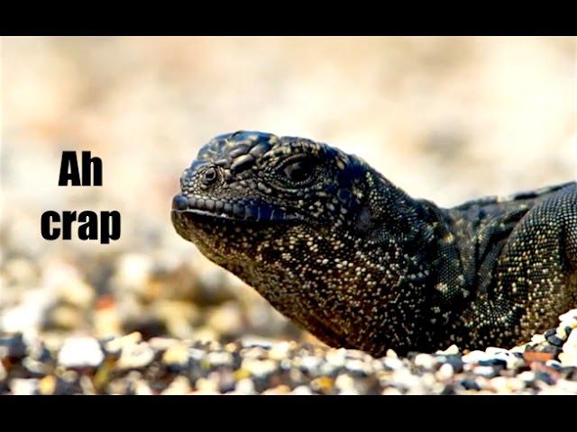 Ozzy Man Reviews: Iguana vs Snakes - Planet Earth 2