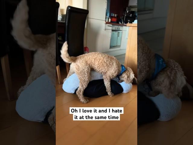 I can’t believe this  #funny #dog #puppy