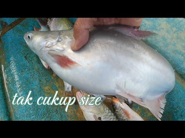 Rezeki patin kayangan tak cukup size 