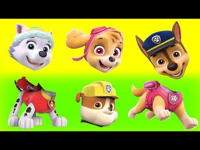 Paw Patrol wrong heads Learning CHASE SKYE EVEREST Marshall Rubble