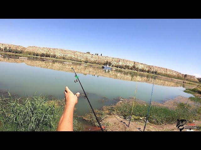 РЫБАЛКА В УЗБЕКИСТАНЕ. РЕКА СЫРДАРЬЯ. РЫБАЛКА НА САЗАНА #баликови #fishing #bestmoments