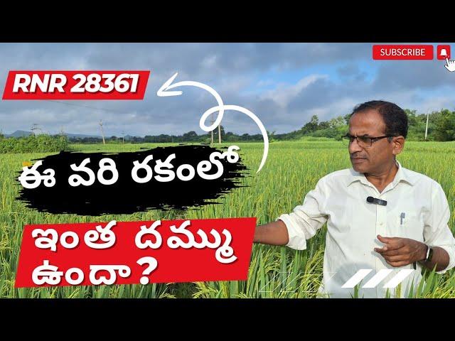 ఖరీఫ్ లో ఈ RNR 28361 వరి 32 క్వింటాళ్ళు సాధ్యమేనా|high yeild paddy cultivation|karshaka Nestham