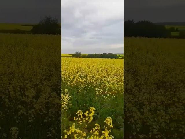 Рапс цветет. Бескрайние поля рапса.  #поле