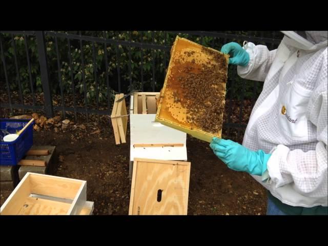 Inspecting my Swarm Hive.  End of first week