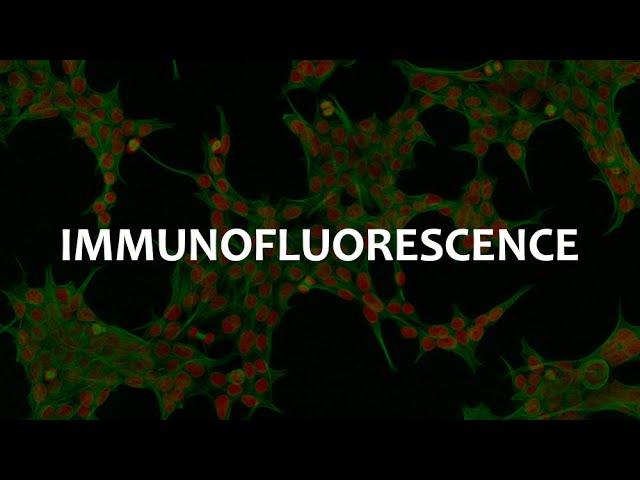 Immunofluorescence (IF), Immunohistochemistry (IHC), and Immunocytochemistry (ICC)