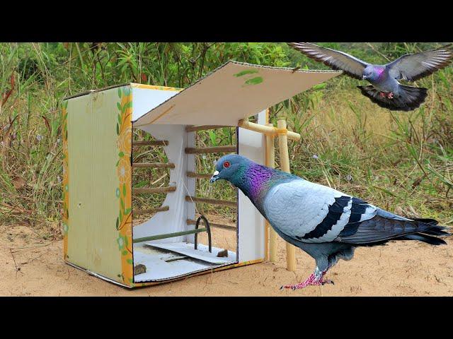 Best Creative Pigeon Trap Using Cardboard Box - How To Make  Bird Trap