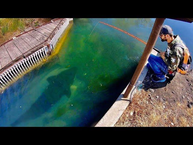 MASSIVE FISH…..TINY CREEK!!! (INSANE)