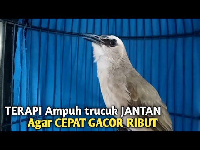 Trucuk BETINA memanggil Jantan Suara Birahi Ngecuplik 100% pancingan trucukan gacor agar BUNYI EMOSI