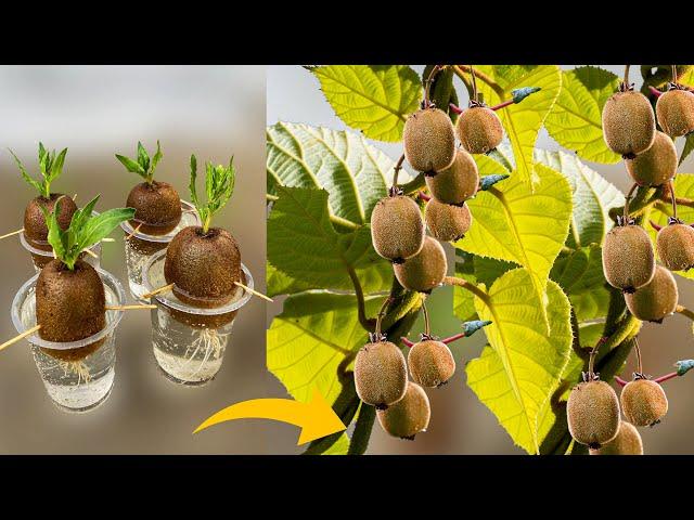 How to Grow Kiwi Plants From Kiwi Fruit || How to Grow Kiwi From Seed || Growing Kiwi Plants