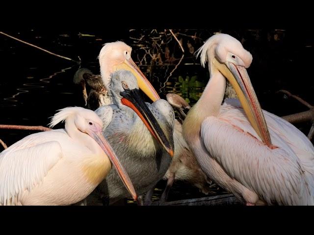 wild birds special Collection 8k ultra HDR video