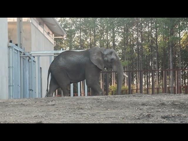 The Elephant Sanctuary | Osh Arrives at The Elephant Sanctuary