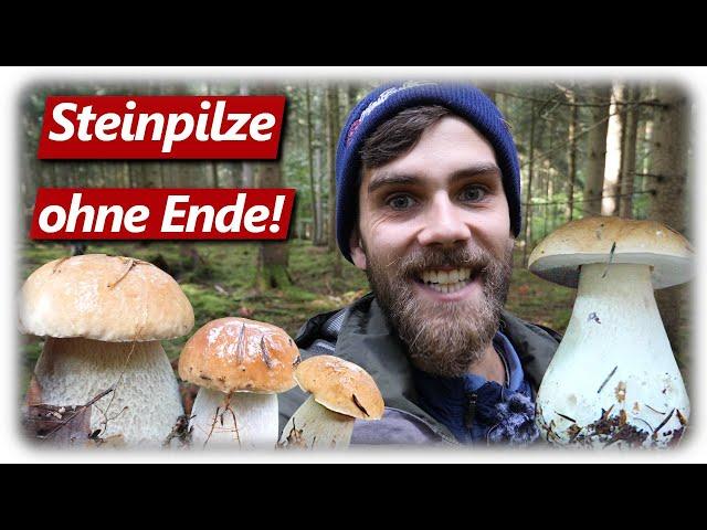 STEINPILZ WAHNSINN September | Pilze sammeln mit Glücksgefühlen ohne Ende