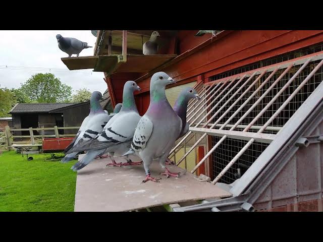 Racing Pigeons, young birds trapping - please like.