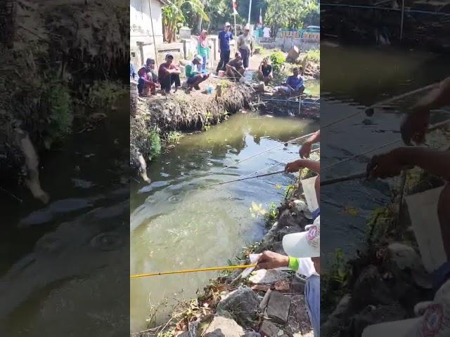 Pelepasan ikan lele lomba mancing#mancing #fishing #lomba17an #lombamancing #viralvideo #shorts #fyp