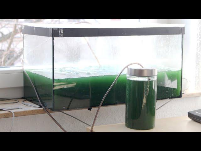 Essbare Spirulina-Algen selber züchten in 60 Sekunden