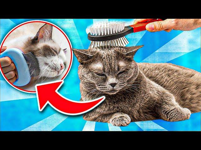 Cat Shredding Problems? 5 Ways to “COMPLETELY STOP” Your Cat From Shredding! [SIMPLE STRATEGY]