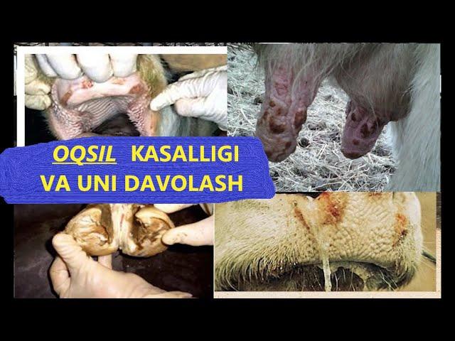 Qoramollarda OQSIL kasalligi va uni davolash. (Ovsil, Ящур)