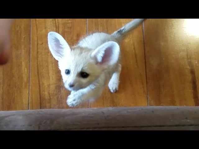 Lucy's Frolicking Fennec Fox Kits