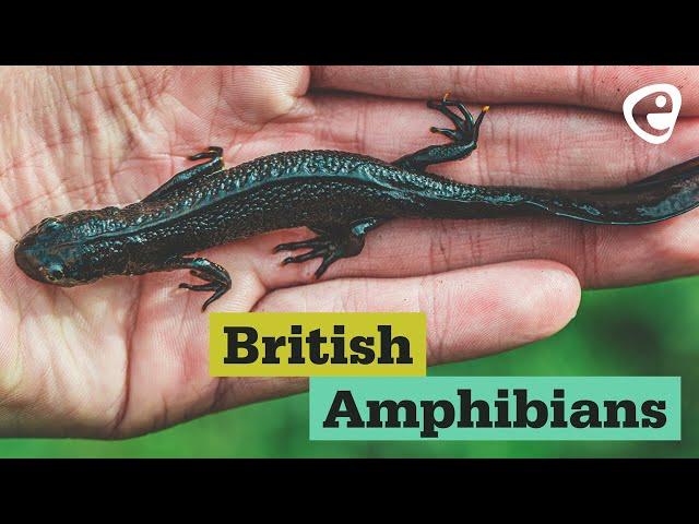 British Amphibians