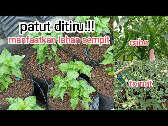 kebun minimalis‼️manfaatkan lahan sempit.#cabe #tomato #kebunminimalis