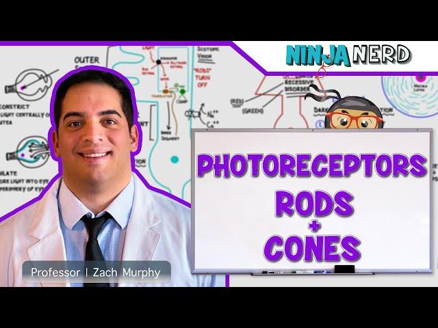 Special Senses | Photoreceptors | Rods and Cones