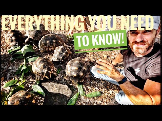 Beginner Instructions for Radiated Tortoise Care!