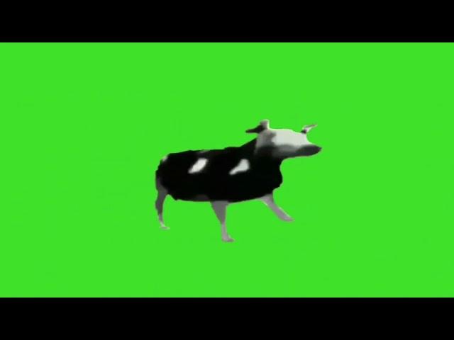 Dancing Polish Cow Green Screen