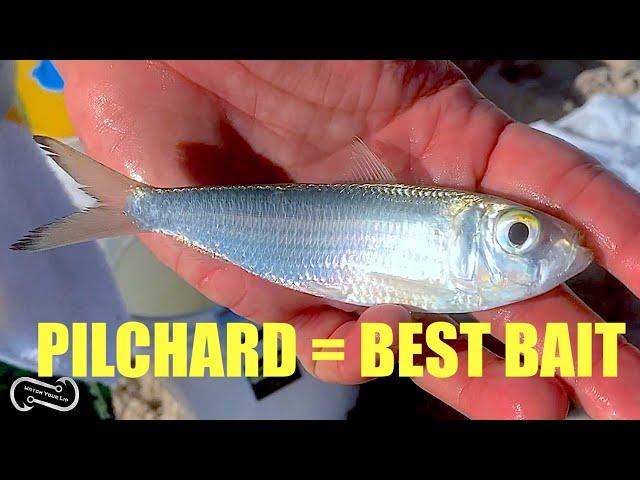 USING PILCHARDS FOR BAIT  HOW TO CATCH THEM AND USE THEM TO CATCH BIG FISH (FF EPISODE 12, SEASON 1)