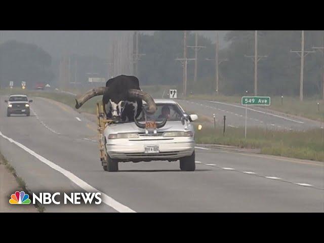 Car with giant bull as passenger pulled over by Nebraska police