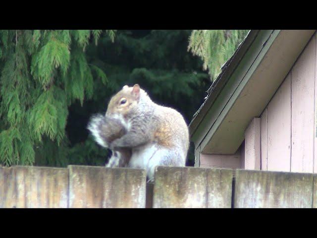 Squirrel Cleaning & Scratching Itself - Close Up