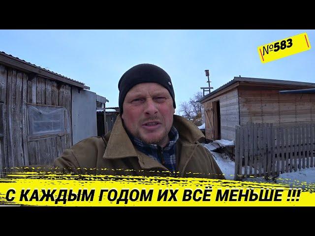 Почему всё больше людей избавляются от коров. Долбим быков. Жизнь и будни в деревне Омск Москаленки.