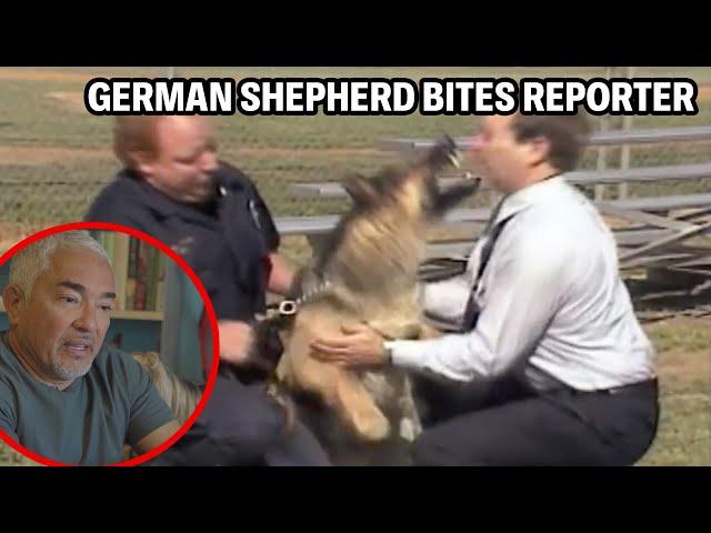 Reacting To A German Shepherd Police Dog That Bites A Reporter’s Face | Cesar Reacts #3