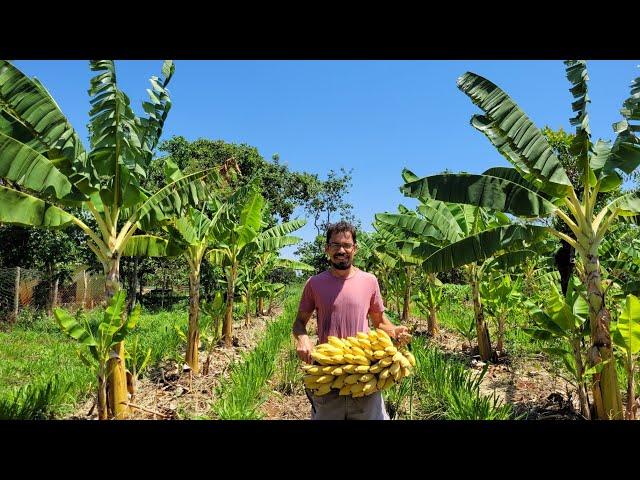 Agrofloresta com foco em frutas!! Como plantar.